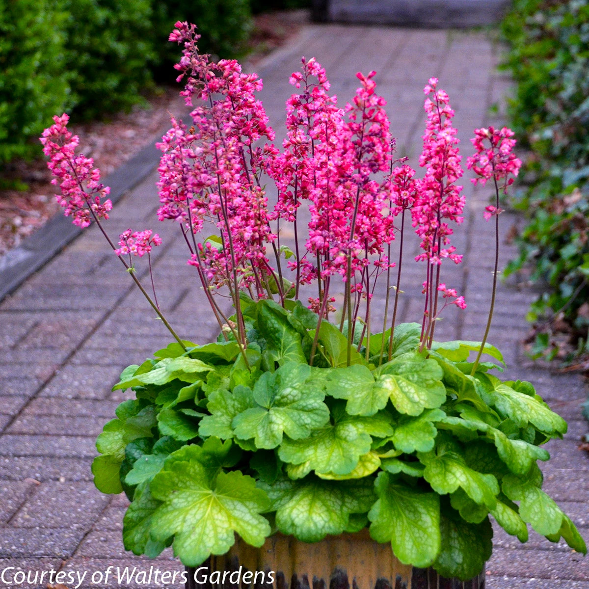 Heuchera 'Timeless Glow' Coral Bells 1 Heuchera 'Timeless Glow' Coral Bells