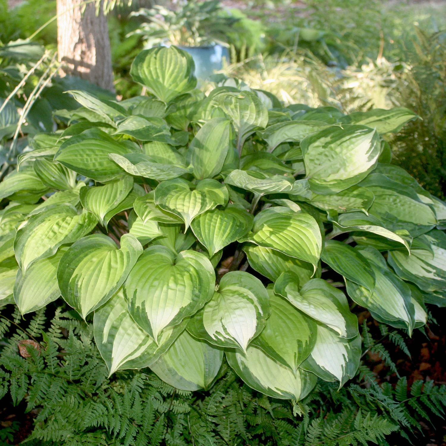 Hosta 'Island Breeze' Plantain Lily 1 Hosta 'Island Breeze' Plantain Lily