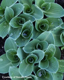 Hosta 'Blue Mouse Ears' Plantain Lily