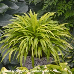 Hosta 'Curly Fries' Plantain Lily