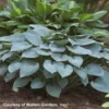 Hosta 'Halcyon' Plantain Lily