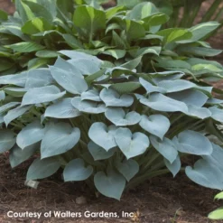 Hosta 'Halcyon' Plantain Lily
