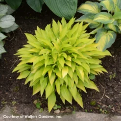 Hosta 'Munchkin Fire' Plantain Lily -Garden Supplies Sales 2024 Hosta Munchkin Fire 0000 high res.jpg WALTERS