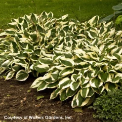 Hosta 'Patriot' Plantain Lily -Garden Supplies Sales 2024 Hosta Patriot WALTERS1