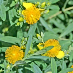 Hypericum Calycinum St. Johns Wort