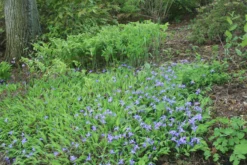 Iris Cristata Crested Iris -Garden Supplies Sales 2024 IRS cristata and Solomon seal in bloom EZ scaled