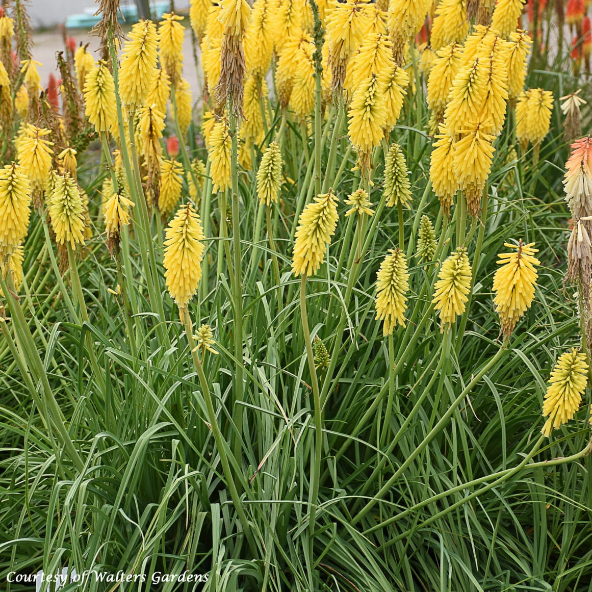 Kniphofia Uvaria 'Gold Rush' Red Hot Poker 1 Kniphofia Uvaria 'Gold Rush' Red Hot Poker