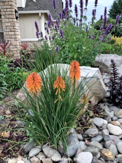 Kniphofia 'Poco Orange' Red Hot Poker -Garden Supplies Sales 2024 Kniphofia Poco Orange 8