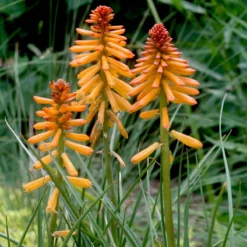 Kniphofia 'Poco Orange' Red Hot Poker -Garden Supplies Sales 2024 Kniphofia Poco Orange Red Hot Poker