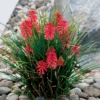 Kniphofia 'Poco Red' Red Hot Poker