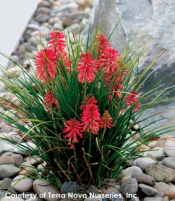 Kniphofia 'Poco Red' Red Hot Poker