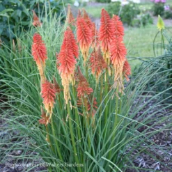 Kniphofia 'Red Roulette' Red Hot Poker