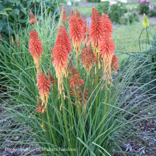 Kniphofia 'Red Roulette' Red Hot Poker -Garden Supplies Sales 2024 Kniphofia Red Roulette Red Hot Poker