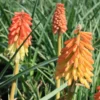 Kniphofia 'Border Ballet' Red Hot Poker