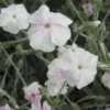 Lychnis 'Angel Blush' Rose Champion