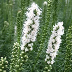 Liatris Spicata 'Floristan White' Gayfeather