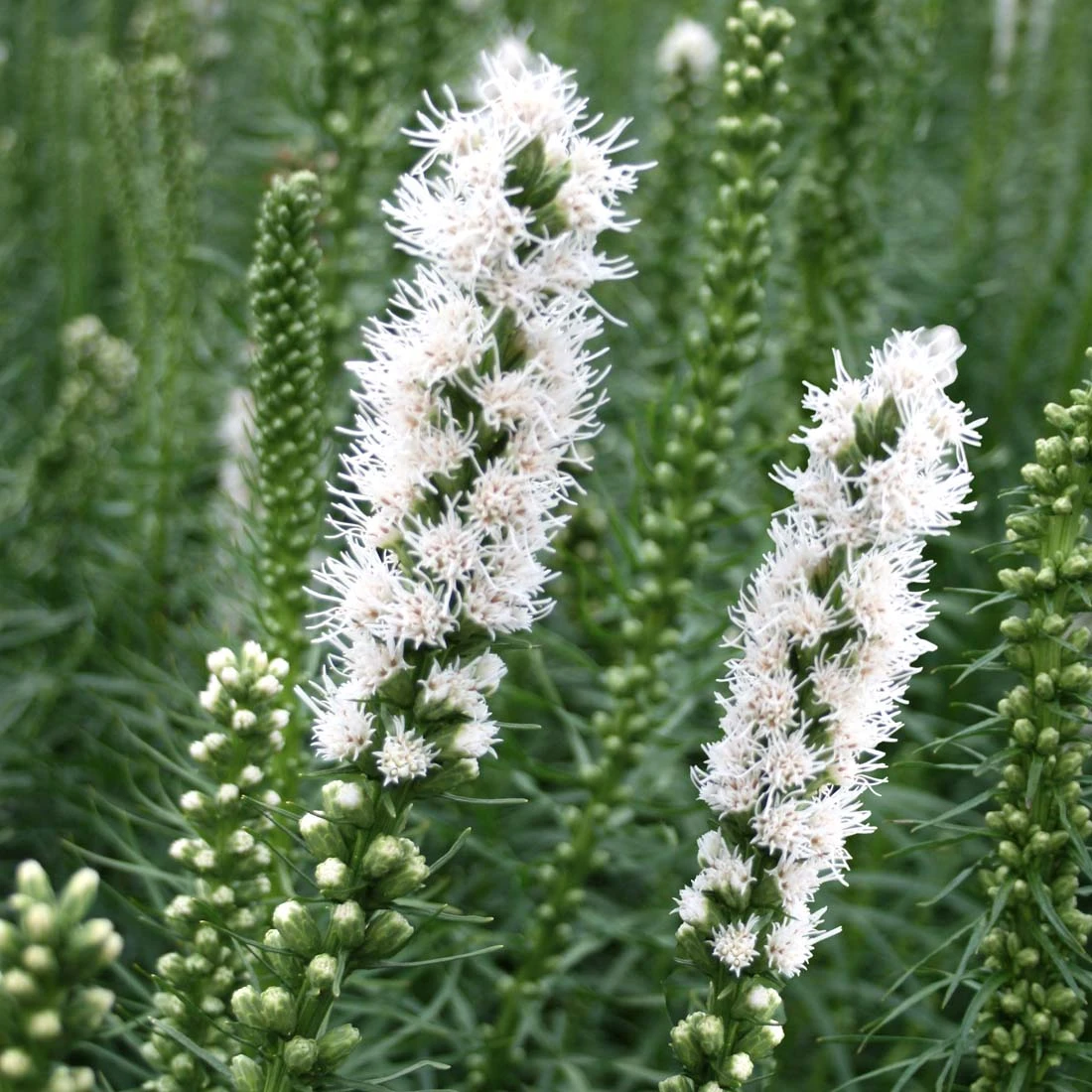 Liatris Spicata 'Floristan White' Gayfeather 1 Liatris Spicata 'Floristan White' Gayfeather