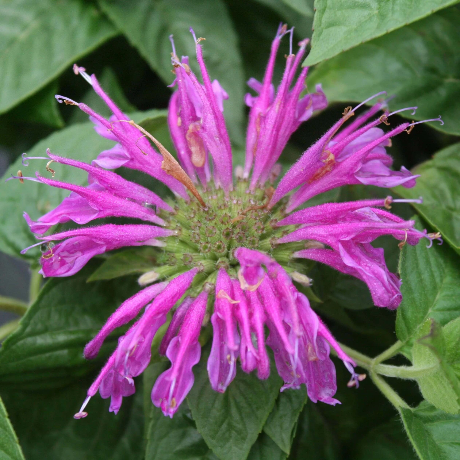 Monarda 'Purple Rooster' Bee Balm 1 Monarda 'Purple Rooster' Bee Balm