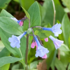 Mertensia Virginica Virginia Bluebells -Garden Supplies Sales 2024 MRT virginica publicdomain