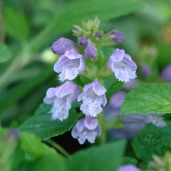 Meehania Cordata Meehan's Mint