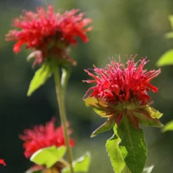 Monarda Didyma Bee Balm