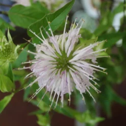 Monarda Fistulosa Wild Bergamot