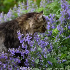 Nepeta 'Cat's Meow' Catmint -Garden Supplies Sales 2024 NEPETA CATS MEOW 3