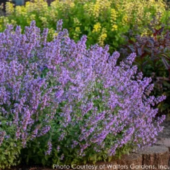 Nepeta 'Cat's Meow' Catmint -Garden Supplies Sales 2024 NEPETA CATS MEOW 4