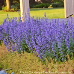 Nepeta 'Cat's Meow' Catmint -Garden Supplies Sales 2024 NEPETA CATS MEOW 5