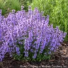 Nepeta 'Cat's Pajamas' Catmint