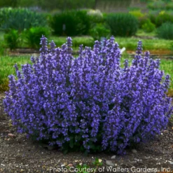 Nepeta 'Cat's Pajamas' Catmint -Garden Supplies Sales 2024 NEPETA CATS PAJAMAS 3