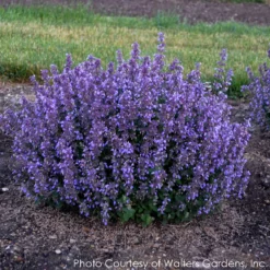Nepeta 'Cat's Pajamas' Catmint -Garden Supplies Sales 2024 NEPETA CATS PAJAMAS 4