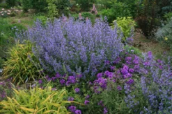 Nepeta Faassenii 'Walker's Low' Catmint -Garden Supplies Sales 2024 NPT Walkers Low in yard EZ scaled