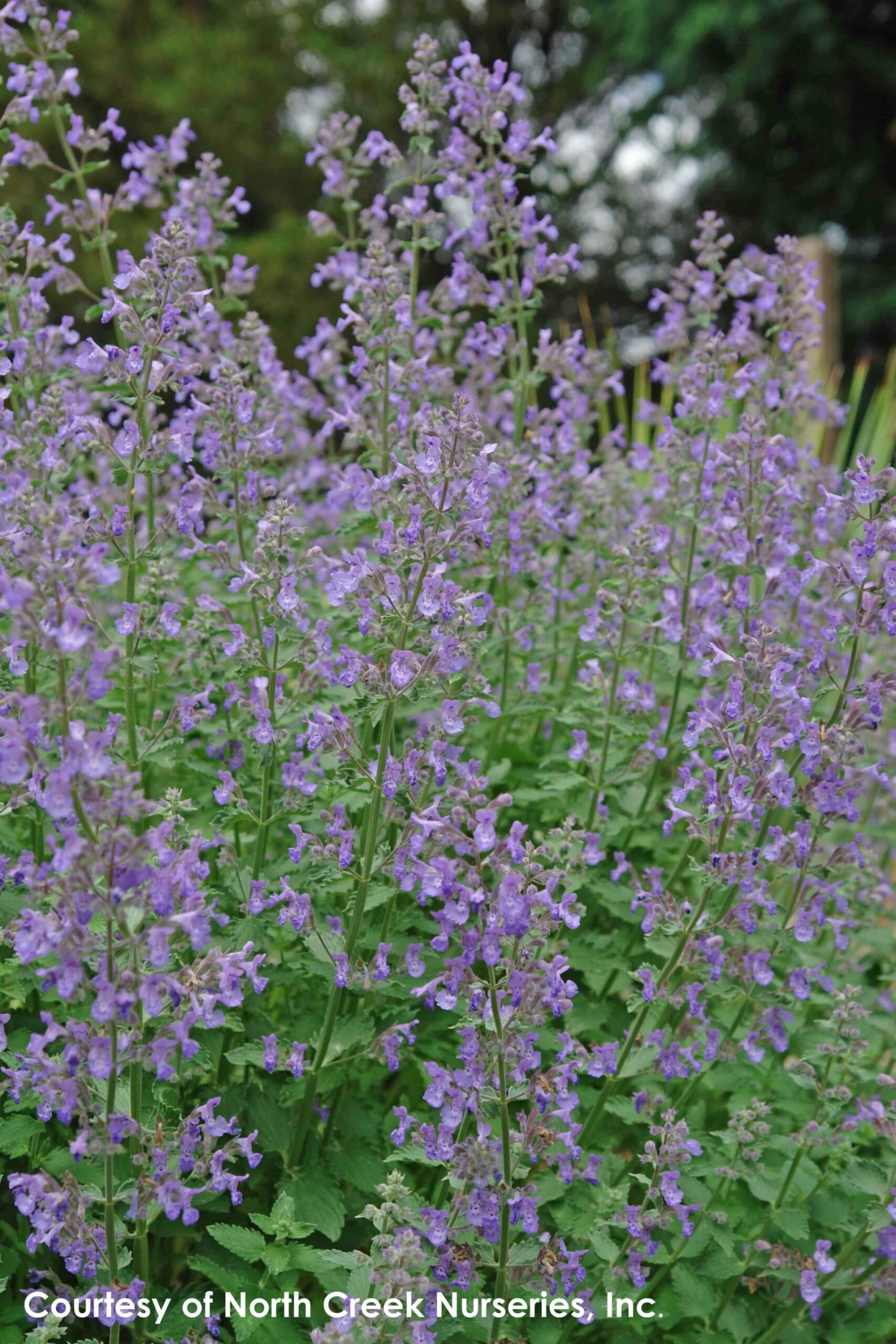 Nepeta Faassenii 'Junior Walker' Catmint 1 Nepeta Faassenii 'Junior Walker' Catmint