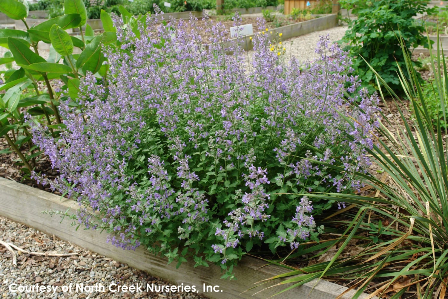 Nepeta Faassenii 'Junior Walker' Catmint 2 Nepeta Faassenii 'Junior Walker' Catmint - Image 2