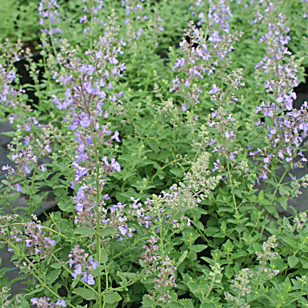 Nepeta Faassenii 'Junior Walker' Catmint 3 Nepeta Faassenii 'Junior Walker' Catmint - Image 3