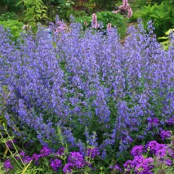 Nepeta Faassenii 'Walker's Low' Catmint
