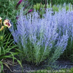 Perovskia Atriplicifolia 'Blue Jean Baby' Russian Sage -Garden Supplies Sales 2024 PEROVSKIA BLUE JEAN BABY 1