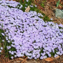 Phlox Subulata Running With Scissors