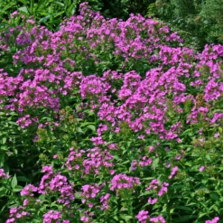 Phlox Paniculata 'Robert Poore' Garden Phlox -Garden Supplies Sales 2024 PHL Robert Poore EZ