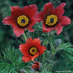 Pulsatilla Red Bells