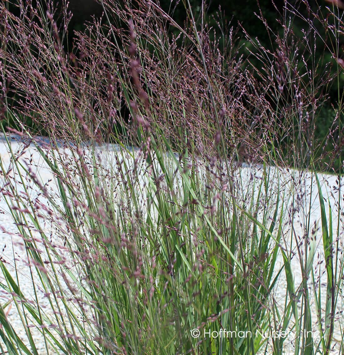 Panicum Virgatum Purple Tears Switchgrass 1 Panicum Virgatum Purple Tears Switchgrass