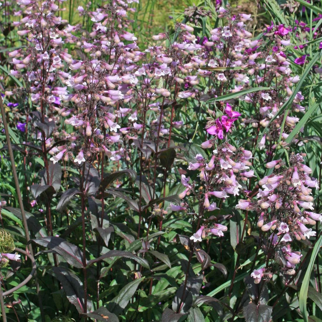 Penstemon 'Dark Towers' 1 Penstemon 'Dark Towers'