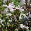 Penstemon 'Onyx And Pearls' Beardtongue
