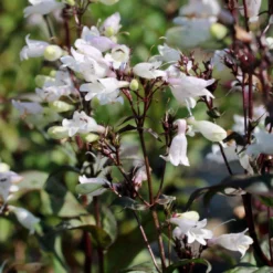 Penstemon 'Onyx And Pearls' Beardtongue