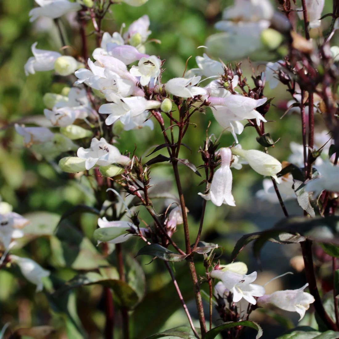 Penstemon 'Onyx And Pearls' Beardtongue 1 Penstemon 'Onyx And Pearls' Beardtongue