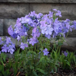 Phlox Divaricata 'Blue Moon' Woodland Phlox -Garden Supplies Sales 2024 Phlox Blue Moon Woodland