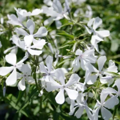 Best Seller -Garden Supplies Sales 2024 Phlox divaricata May Breeze Woodland Phlox Flowers scaled
