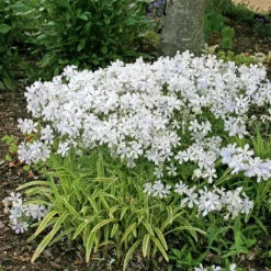 Best Seller 1 Phlox Divaricata 'May Breeze' Woodland Phlox