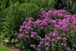 Phlox Paniculata 'Robert Poore' Garden Phlox -Garden Supplies Sales 2024 Phlox Robert Poore EZ scaled